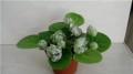 dimetris.com.ua:альбомы:petite_plume:reflection_of_spring.jpg