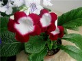 dimetris.com.ua:альбомы:petite_plume:roulette_cherry.jpg