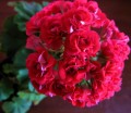 dimetris.com.ua:альбомы:petra:геранька_scarlet_rambler.jpg
