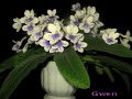 dimetris.com.ua:альбомы:petra:стрептокарпус_gwen.jpg