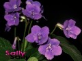 dimetris.com.ua:альбомы:petra:стрептокарпус_sally.jpg