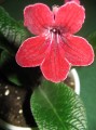 dimetris.com.ua:альбомы:petra:bristols_hot_rot1.jpg