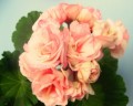 dimetris.com.ua:альбомы:petra:denise.jpg