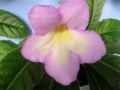 dimetris.com.ua:альбомы:petra:emily.jpg
