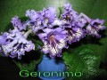 dimetris.com.ua:альбомы:petra:geronimo.jpg