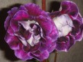dimetris.com.ua:альбомы:precious:глоксиния_мистер_виолет.jpg