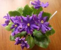 dimetris.com.ua:альбомы:precious:сенполия_special_treat.jpg