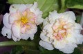 dimetris.com.ua:альбомы:precious:сенполия_sunkissed_rose.jpg