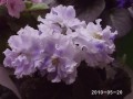dimetris.com.ua:альбомы:rosanna:голубой_туман.jpg