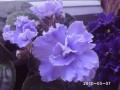 dimetris.com.ua:альбомы:rosanna:ек-морской_волк.jpg