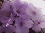dimetris.com.ua:альбомы:rosanna:ек-океан.jpg