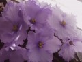 dimetris.com.ua:альбомы:rosanna:ек-океан.jpg