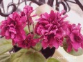 dimetris.com.ua:альбомы:rosanna:ек-сады_семирамиды.jpg