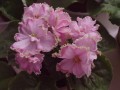 dimetris.com.ua:альбомы:rosanna:зима_улыбается.jpg