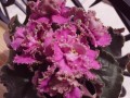 dimetris.com.ua:альбомы:rosanna:ле-анжела_девис.jpg