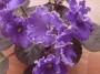 dimetris.com.ua:альбомы:rosanna:ле-васильковый_блюз.jpg