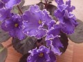 dimetris.com.ua:альбомы:rosanna:ле-васильковый_блюз.jpg
