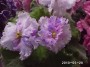dimetris.com.ua:альбомы:rosanna:ле-натали.jpg