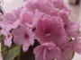 dimetris.com.ua:альбомы:rosanna:ле-нежность.jpg