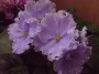 dimetris.com.ua:альбомы:rosanna:песня_сольвейг.jpg
