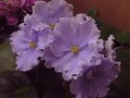 dimetris.com.ua:альбомы:rosanna:песня_сольвейг.jpg