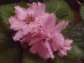 dimetris.com.ua:альбомы:rosanna:розовый_салют.jpg