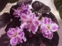 dimetris.com.ua:альбомы:rosanna:рс-романтика.jpg