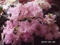 dimetris.com.ua:альбомы:rosanna:ancient_lace.jpg