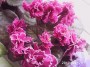 dimetris.com.ua:альбомы:rosanna:fire_mountain.jpg