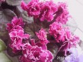 dimetris.com.ua:альбомы:rosanna:fire_mountain.jpg