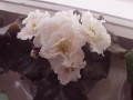 dimetris.com.ua:альбомы:rosanna:majesty.jpg