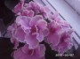 dimetris.com.ua:альбомы:rosanna:pink_summit.jpg