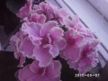 dimetris.com.ua:альбомы:rosanna:pink_summit.jpg