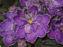 dimetris.com.ua:альбомы:safira:kings_treasure.jpg