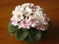 dimetris.com.ua:альбомы:safira:macs_southern_springtime.jpg