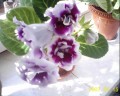 dimetris.com.ua:альбомы:skorpio:глоксиния.jpg
