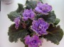 dimetris.com.ua:альбомы:sokur:blue_dragon.jpg