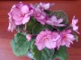 dimetris.com.ua:альбомы:sokur:silverglade_jingles.jpg
