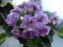 dimetris.com.ua:альбомы:sokur:ultra_violet_nebula.jpg