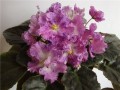 dimetris.com.ua:альбомы:svetlanna:playful_spectrum.jpg