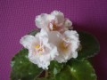 dimetris.com.ua:альбомы:svetlanna:sunkissed_rose.jpg