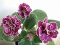 dimetris.com.ua:альбомы:svetulja:ек-магия_любви.jpg