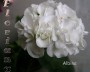 dimetris.com.ua:альбомы:sweet:albina.jpg