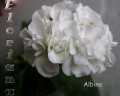 dimetris.com.ua:альбомы:sweet:albina.jpg