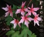 dimetris.com.ua:альбомы:sweet:aurore.jpg