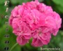 dimetris.com.ua:альбомы:sweet:barnstondale.jpg
