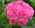 dimetris.com.ua:альбомы:sweet:barnstondale.jpg
