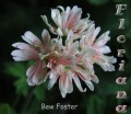 dimetris.com.ua:альбомы:sweet:bev_foster.jpg