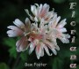 dimetris.com.ua:альбомы:sweet:bev_foster.jpg