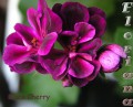 dimetris.com.ua:альбомы:sweet:black_cherry.jpg